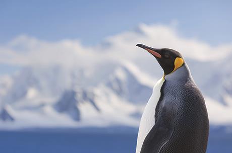 WinterWonderland-EmperiorPenguinAntarctica for webedit